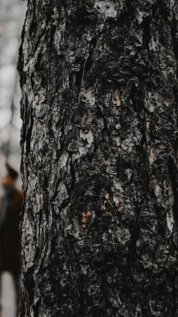 Intricate Pine Tree Bark Macro Close-Up Mobile Wallpaper