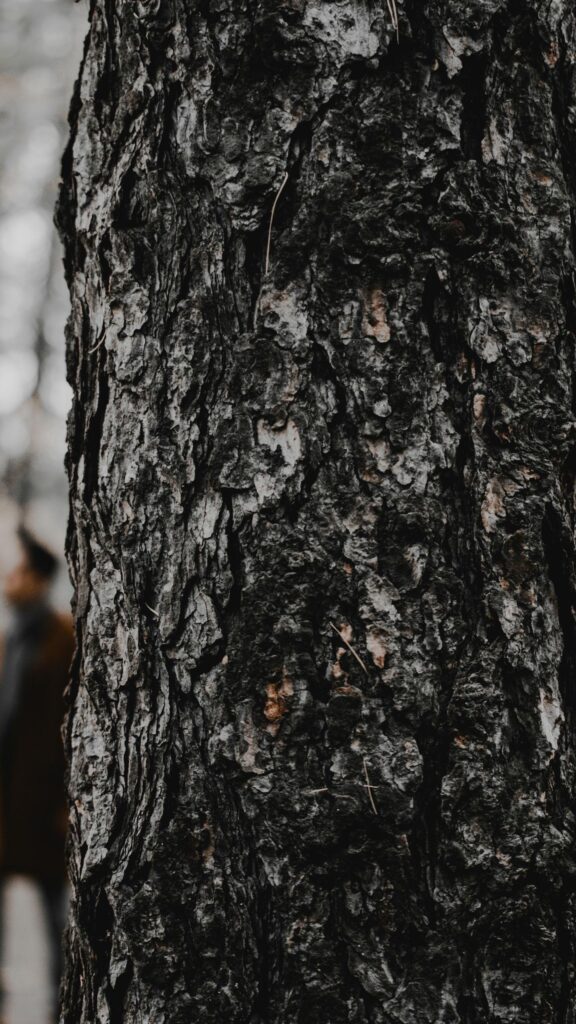 Intricate Pine Tree Bark Macro Close-Up Mobile Wallpaper