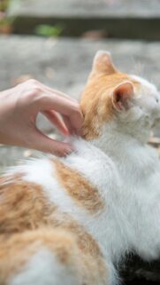 Cute Orange and White Cat Getting Pet Phone Wallpaper