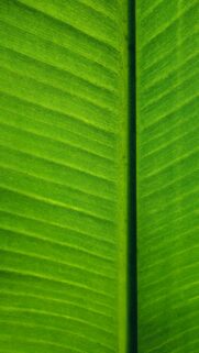 Macro Green Banana Leaf Texture Minimalist Nature Phone Wallpaper