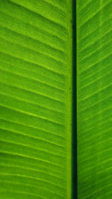 Macro Green Banana Leaf Texture Minimalist Nature Phone Wallpaper