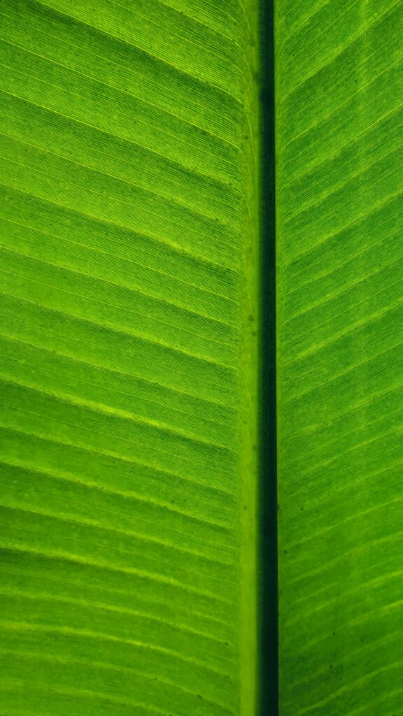 Macro Green Banana Leaf Texture Minimalist Nature Phone Wallpaper