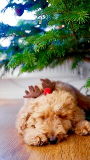 Cute Sleeping Doodle Puppy with Reindeer Antlers Phone Wallpaper