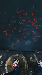 Pisces Zodiac Energy Flow Mystical Water Reflection Phone Wallpaper