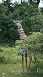 Young Giraffe Standing in African Savanna Nature Mobile Wallpaper