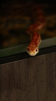 Close-up Portrait of a Cute Red Corn Snake High-Resolution Mobile Wallpaper