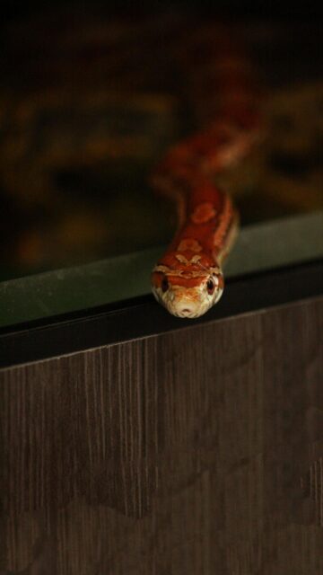 Close-up Portrait of a Cute Red Corn Snake High-Resolution Mobile Wallpaper