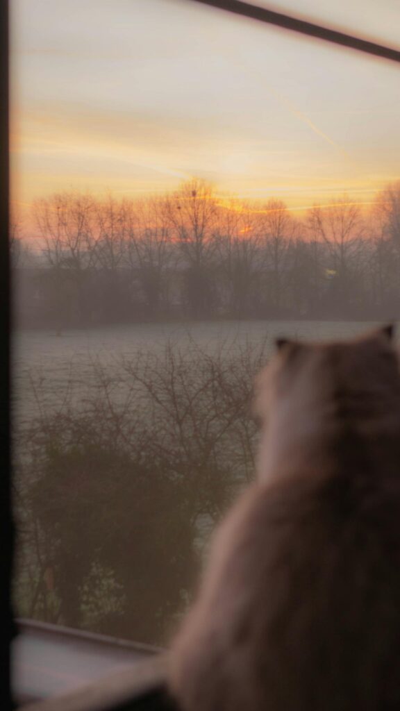 Cat Watching Sunrise Over Misty Morning Fields Mobile Wallpaper
