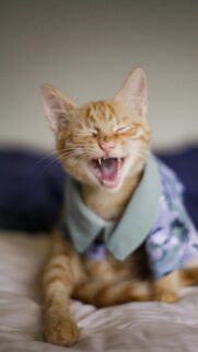 Funny Laughing Ginger Cat Wearing a Shirt Mobile Wallpaper
