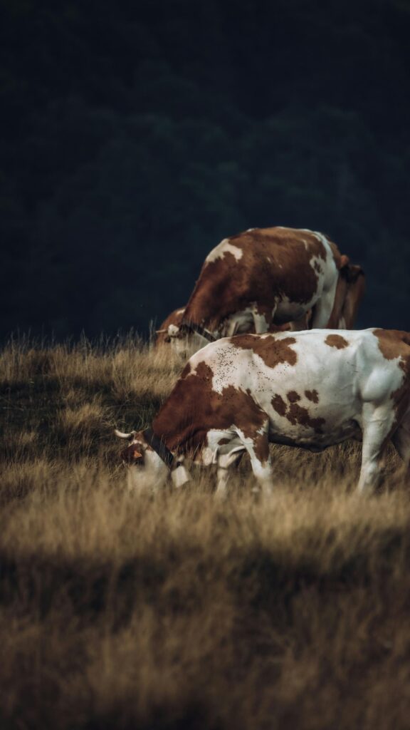 Serene Grazing Cows in Mountain Meadow Mobile Phone Wallpaper