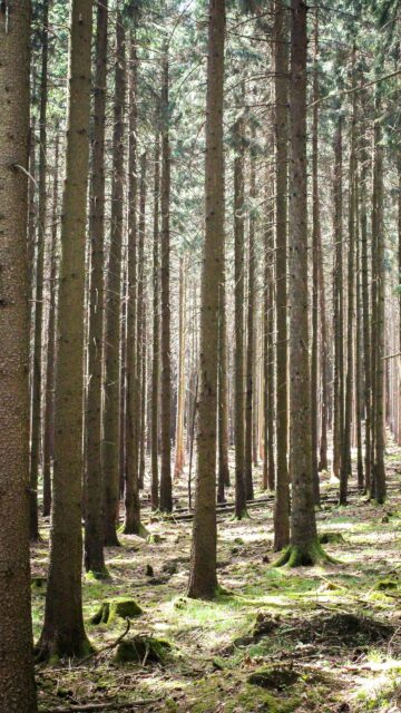 Sunlit Pine Forest Woodland Floor Mobile Phone Wallpaper