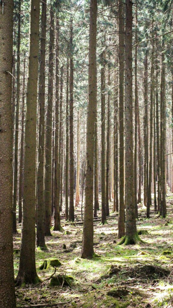 Sunlit Pine Forest Woodland Floor Mobile Phone Wallpaper