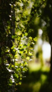 Sunlit Green Tree Leaves on Bark Texture Mobile Wallpaper