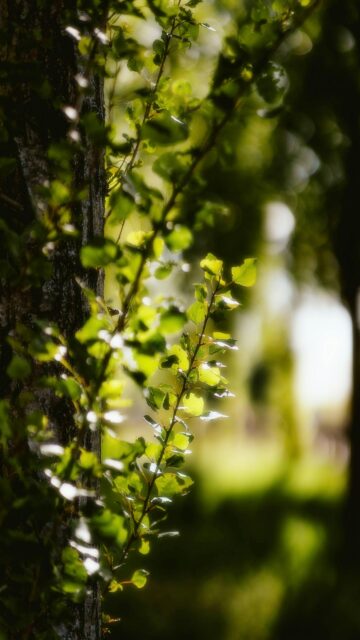 Sunlit Green Tree Leaves on Bark Texture Mobile Wallpaper