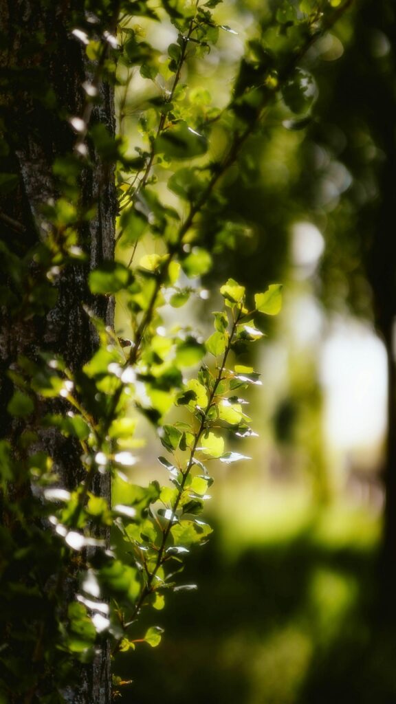 Sunlit Green Tree Leaves on Bark Texture Mobile Wallpaper