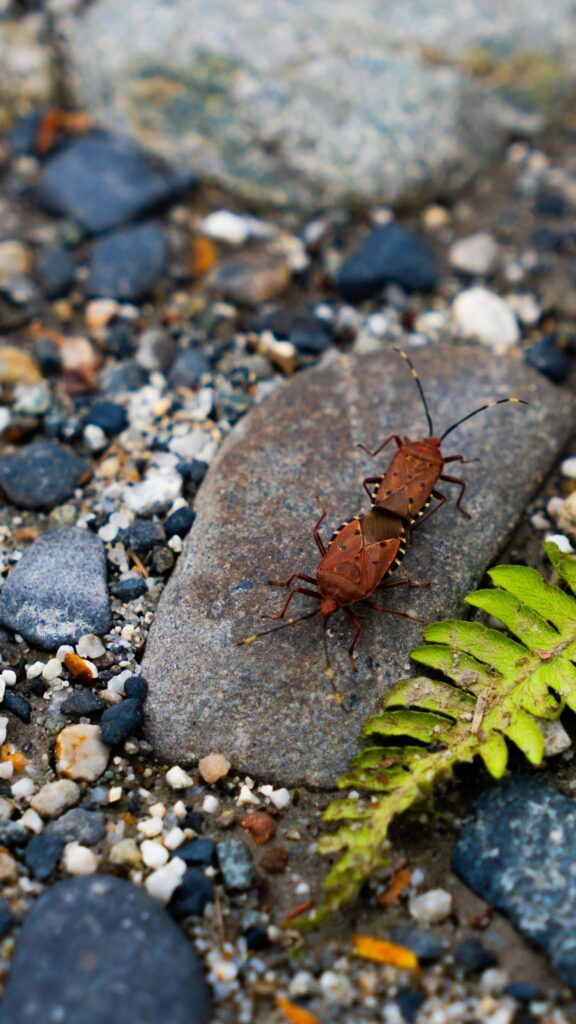 Mating Coreid Bugs on River Stone Close-up Nature Mobile Wallpaper