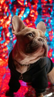 Cool French Bulldog in Black Hoodie Neon Lights Mobile Wallpaper