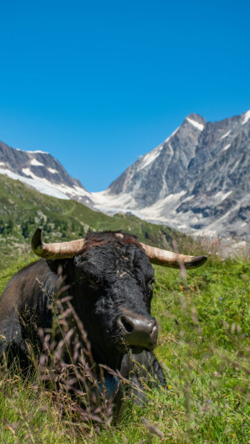 Sturdy Taurus Earth Sign Mountain Peak Nature Phone Wallpaper
