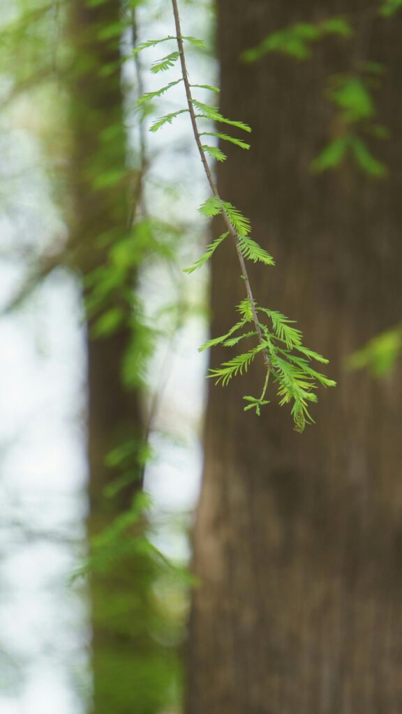 Soft Green Cypress Leaves Nature Phone Background Wallpaper