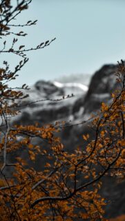 Stunning Autumnal Beech Branches Before Snowy Mountains Wallpaper