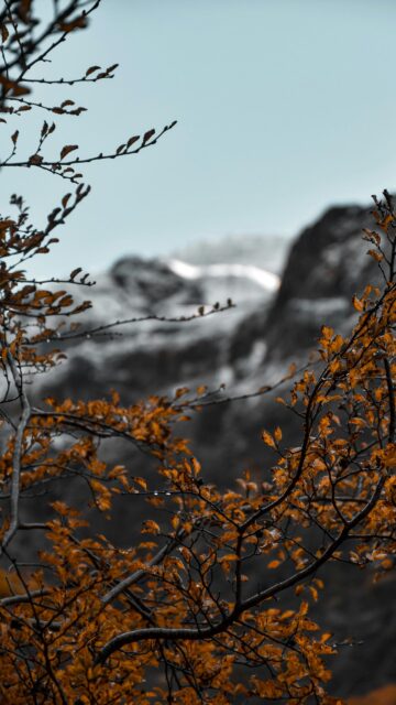 Stunning Autumnal Beech Branches Before Snowy Mountains Wallpaper