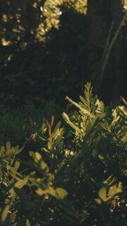 Golden Hour Sunlight Illuminating Green Leaves Mobile Wallpaper