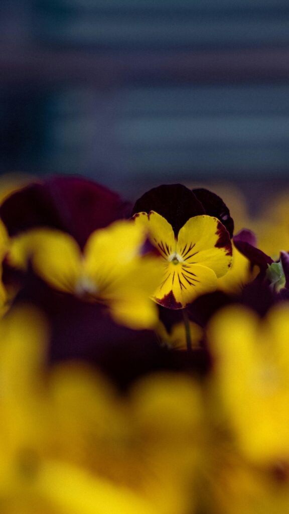 Close-up Yellow and Deep Purple Pansy Flower Nature Wallpaper