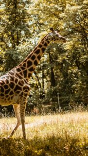 Majestic Giraffe Standing in Golden Forest Sunlight 4K Mobile Wallpaper