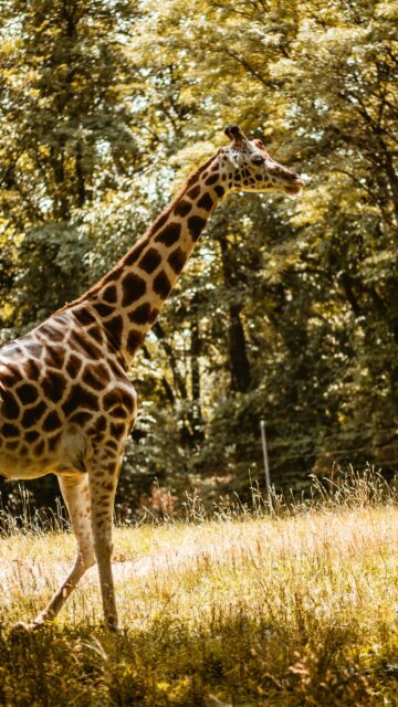Majestic Giraffe Standing in Golden Forest Sunlight 4K Mobile Wallpaper