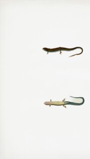 Vintage Naturalist Lizard Illustration Minimalist Mobile Wallpaper