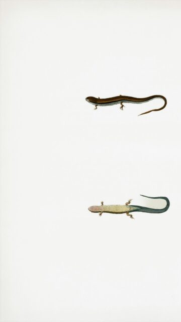 Vintage Naturalist Lizard Illustration Minimalist Mobile Wallpaper