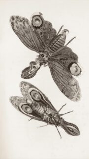 Vintage Scientific Insect Illustration Engraving Art Phone Wallpaper