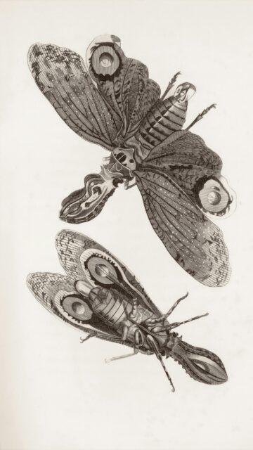 Vintage Scientific Insect Illustration Engraving Art Phone Wallpaper