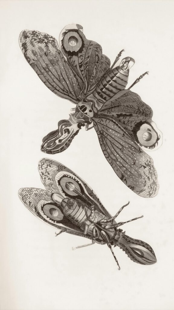 Vintage Scientific Insect Illustration Engraving Art Phone Wallpaper