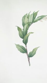 Elegant Botanical Greenery Branch Illustration Art Phone Wallpaper