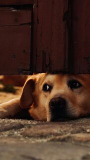 Sad Golden Dog Peeking Under Wooden Gate Mobile Wallpaper