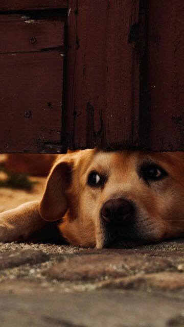 Sad Golden Dog Peeking Under Wooden Gate Mobile Wallpaper