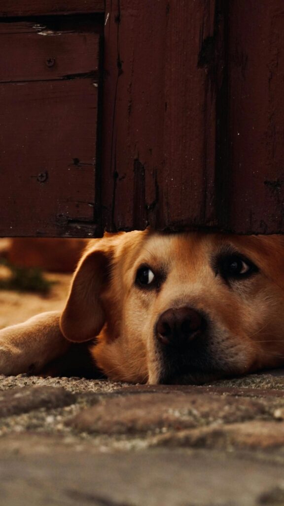 Sad Golden Dog Peeking Under Wooden Gate Mobile Wallpaper