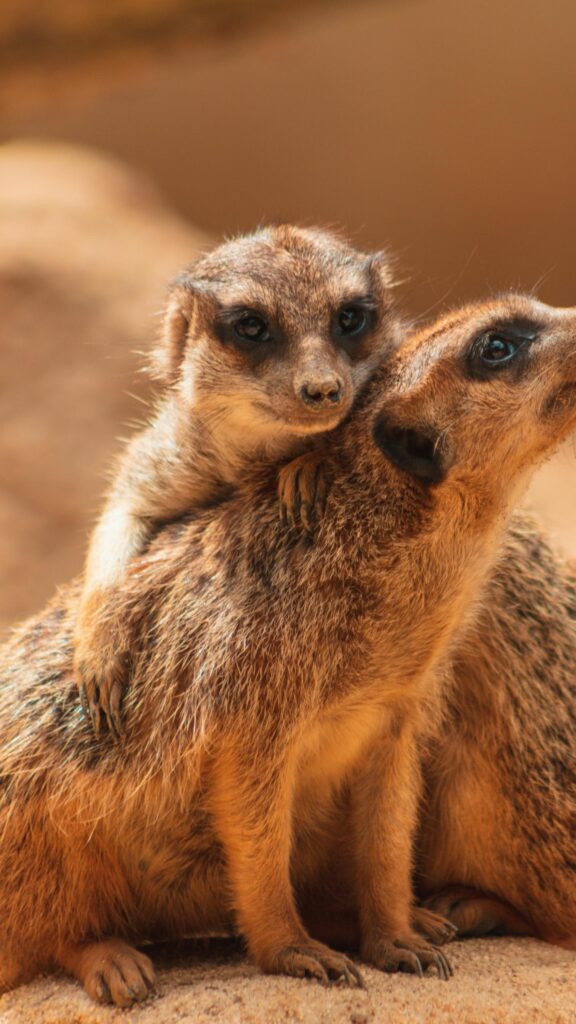 Adorable Meerkat Hug Close-Up High-Quality Mobile Wallpaper