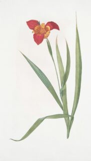 Elegant Red and Yellow Tiger Flower Botanical Illustration Wallpaper
