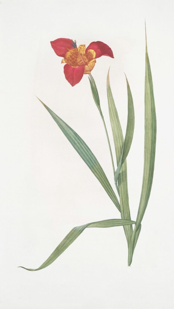 Elegant Red and Yellow Tiger Flower Botanical Illustration Wallpaper