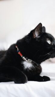 Cute Black Cat with Colorful Collar Resting Portrait Wallpaper