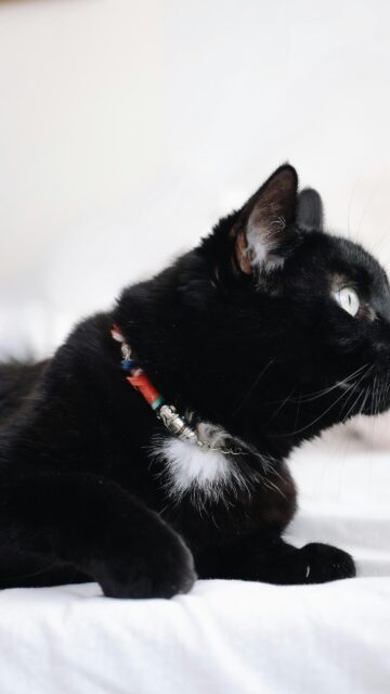 Cute Black Cat with Colorful Collar Resting Portrait Wallpaper