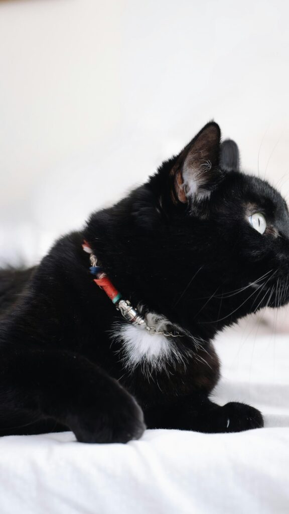 Cute Black Cat with Colorful Collar Resting Portrait Wallpaper