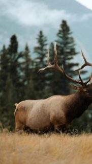 Majestic Bull Elk Standing in Nature Fields Mobile Wallpaper