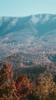 Stunning Autumn Mountain Forest Landscape Phone Wallpaper