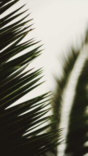 Minimalist Palm Frond Close-up Aesthetic Nature Mobile Wallpaper