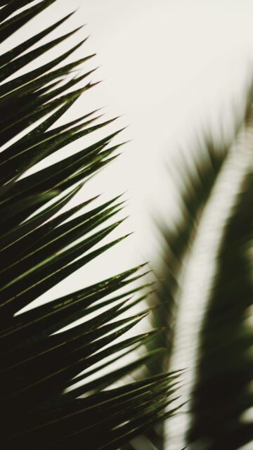 Minimalist Palm Frond Close-up Aesthetic Nature Mobile Wallpaper