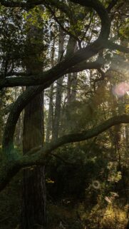 Golden Sunlight Filtering Through Ancient Forest Canopy Mobile Wallpaper