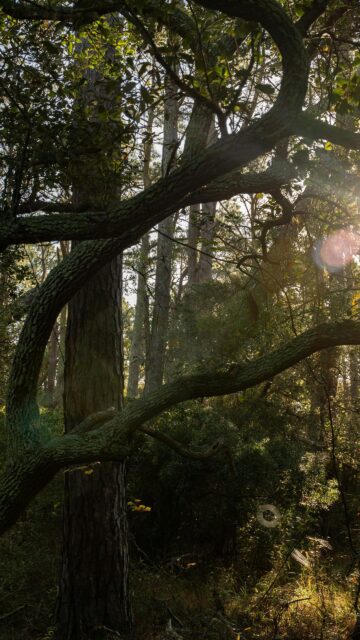 Golden Sunlight Filtering Through Ancient Forest Canopy Mobile Wallpaper